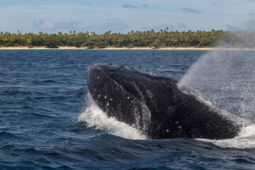 Fototapeta premium whale in the water