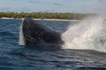 Fototapeta premium humpback whale