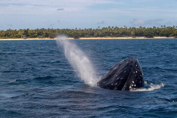 Humpback whale