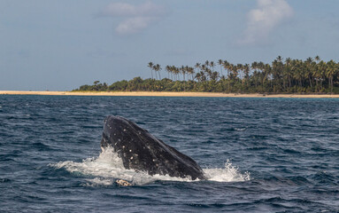 whale in the sea