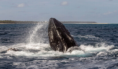 Naklejka premium humpback whale in the sea