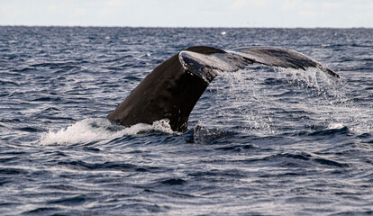 humpback whale tail
