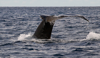 Naklejka premium humpback whale tail