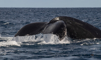 Fototapeta premium humpback tail