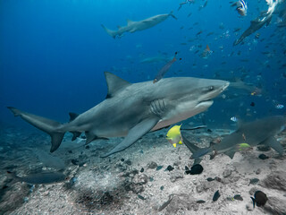 Sharks feeding