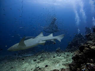 Fototapeta premium Sharks feeding