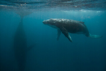 Naklejka premium Humpback whale swimming