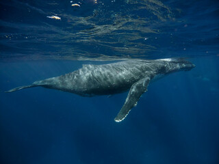 Naklejka premium Humpback whale swimming