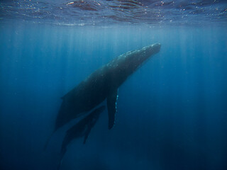 Fototapeta premium Humpback whale swimming