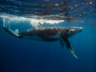 Fototapeta premium Humpback whale swimming