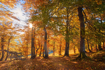 Sunlight filters through a forest of tall trees adorned with golden and orange leaves, casting a...