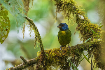 Moss-backed Tanager - Bangsia edwardsi, beautiful colored tanager from western Andean slopes, Amagusa, Ecuador.