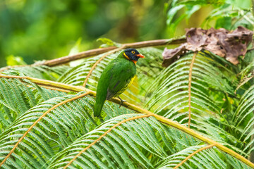 Orange-breasted Fruiteater Pipreola jucunda, on the branch in cloud forest Ecuador