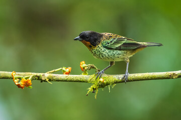 Rufous-throated tanager (Ixothraupis rufigula) is a species of bird in the family Thraupidae. It is found in Colombia and Ecuador.