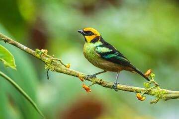 Flame-faced tanager, Tangara parzudakii, sitting on beautiful mossy branch. Bird from Mindo, Ecuador. Birdwatching in South America. Animal in the green forest. Tropic bird in the jungle forest.