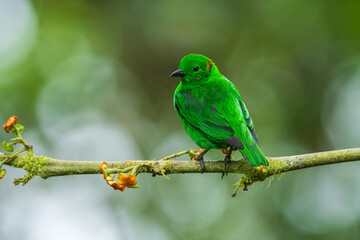 Glistening-green Tanager, Chlorochrysa phoenicotis, Brilliantly-colored tanager of Andean cloud forest in western Ecuador and western Colombia. Male is bright emerald-green with small red and white sp