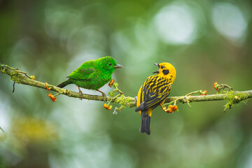 Golden Tanager - Tangara arthus, Small tanager found in Andean foothills and subtropical zone from Venezuela to Bolivia. 4k resolution