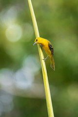 Yellow oriole (Icterus nigrogularis) is a passerine bird in the family Icteridae.