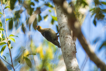 Yucatan Woodpecker Melanerpes pygmaeus, Photo of beautiful Yucatan woodpecker on tree in Mexico on green blurry background. High quality photo