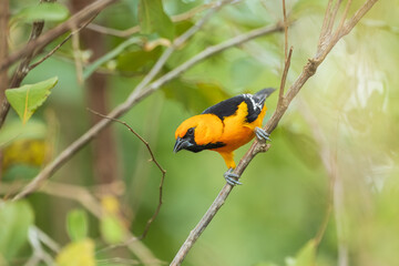 Altamira Oriole Icterus gularis, Large bright orange oriole with thick dark bill, found in open shrubby woodland. 