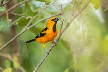 Altamira Oriole Icterus gularis, Large bright orange oriole with thick dark bill, found in open shrubby woodland. 