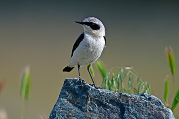 Steinschmätzer - Männchen // Northern wheatear - male (Oenanthe oenanthe) - Donaudelta // Danube Delta
