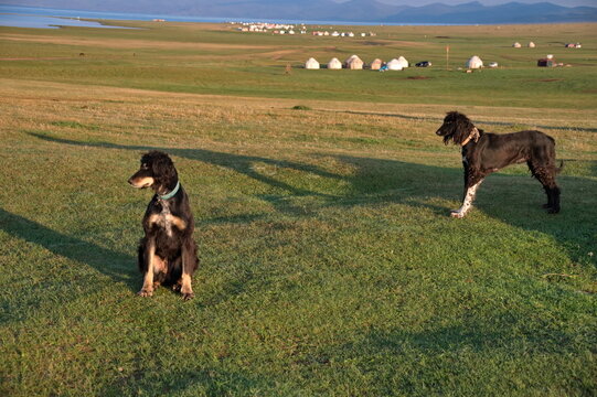 Portrait of two Taigan dogs in the meadow