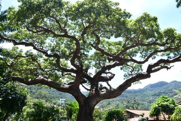Fototapeta premium Large Tree Branches With Green Leaves In The Background