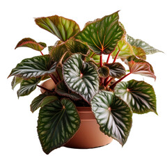 Obraz premium Begonia rex isolated on white