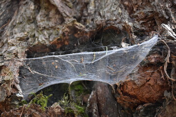 Spinnennetz am Baum