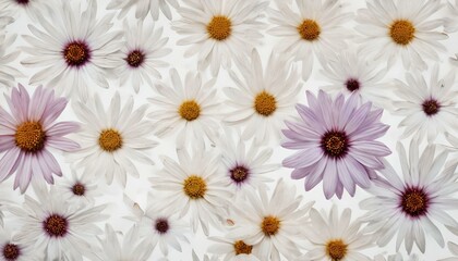 綺麗な白いデイジー 花 背景画像 beautiful white daisy flower background image