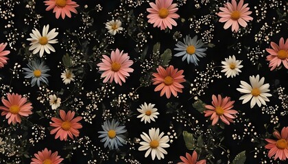 カラフルなデイジー 花 黒い背景画像 colorful daisy flowers on black background image