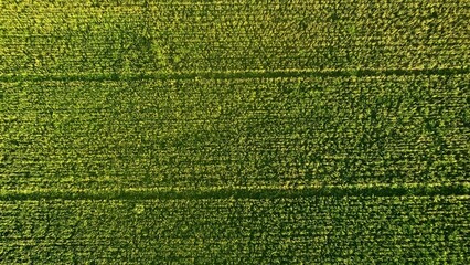 Vista aérea de un campo verde, donde se observan extensas filas de cultivo. La vegetación, densa y uniforme, se extiende a lo largo del paisaje, con patrones de líneas rectas que recorren el campo, ma