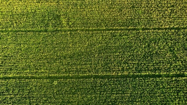 Vista a&eacute;rea de un campo verde, donde se observan extensas filas de cultivo. La vegetaci&oacute;n, densa y uniforme, se extiende a lo largo del paisaje, con patrones de l&iacute;neas rectas que recorren el campo, ma