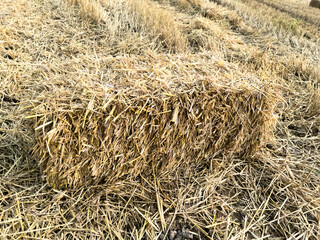 straw bale rectangular in field