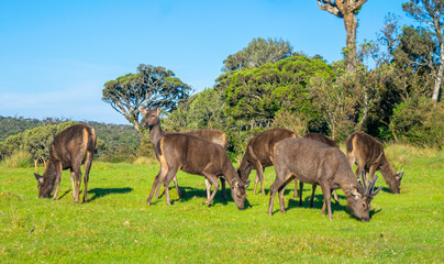 Deer Srilankan Close-Up of a Wild Deer Standing Amidst Lush Greenery in a Forest Environment