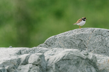 A semipalmated plover on a beach in Glacier Bay National Park in southeast Alaska