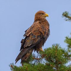 birds,eagles,animals,tigar,nature,flower, pink