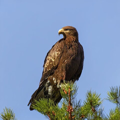 birds,eagles,animals,tigar,nature,flower, pink