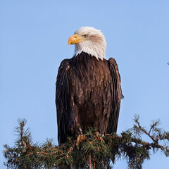 birds,eagles,animals,tigar,nature,flower, pink