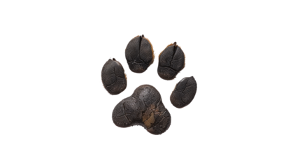 Animal paw print transparent background. PNG