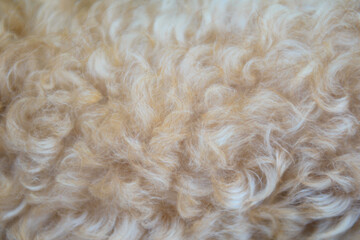 Light brown fur of the dog