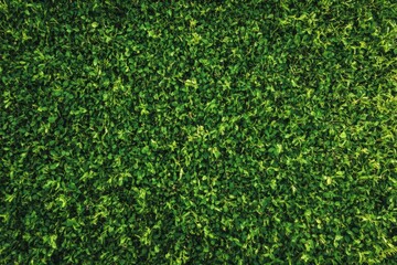 Lush Green Grass Texture Ideal for Nature and Landscape Backgrounds for Various Uses. Lawn Texture