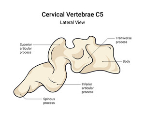 Anatomy of Cervical Vertebrae C5 Lateral View