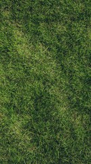 Explore Lawn Texture for Natural Landscape Backgrounds, enhancing visuals. Lush Green Grass