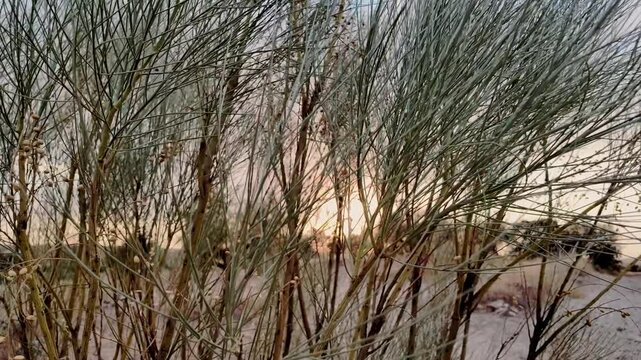 Plano panor&aacute;mico de un paisaje relajante de campo al atardecer con retama en primer plano movi&eacute;ndose por el viento y la brisa en una tarde de verano, con luz dorada