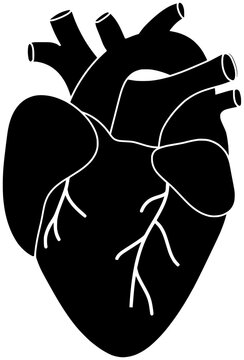 black heart anatomy graphic clip art preview
