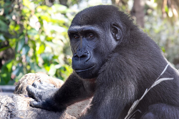Lowland gorilla in nature