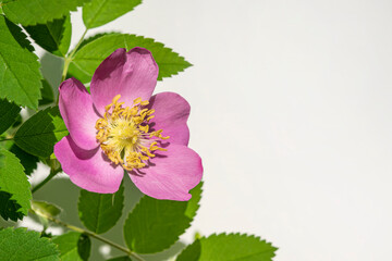 Wild rose flowers on the branches of a shrub with green leaves with an empty white space for text