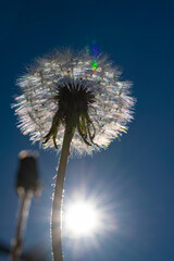 Fluffy dandelion head with seeds in the rays of the sun in the evening against the blue sky